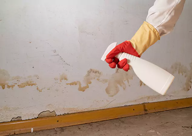 Your Water Restoration and Mold Remediation Specialists in Tate, GA