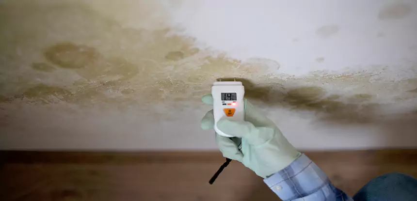 Emergency Mold Remediation in Tate
