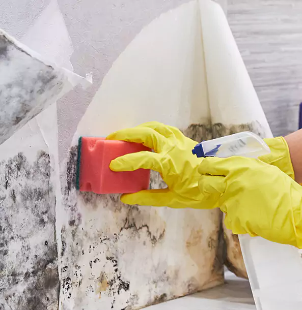 Why Tate Trusts Tate Restoration Pro for Mold and Water Restoration?
