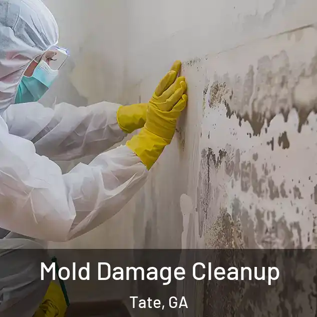  Mold Damage Cleanup Tate, GA
