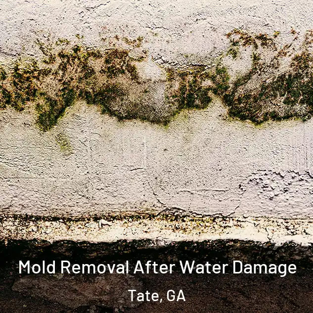  Mold Removal After Water Damage Tate, GA